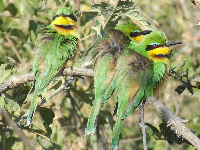 Little Bee-eaters Little Bee-eaters